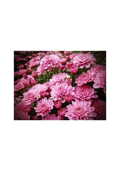 Pembe Kasımpatı Çiçeği Fidanı Saksılı 10-20 Cm