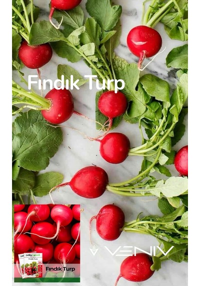 1000 Adet Fındık Turp Tohumu- Paket
