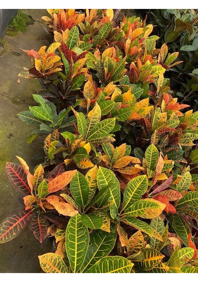 Muhteşem Renkli Kraton Çiçeği 1 Adet Saksılı 30-40cm Codiaeum Variegatum