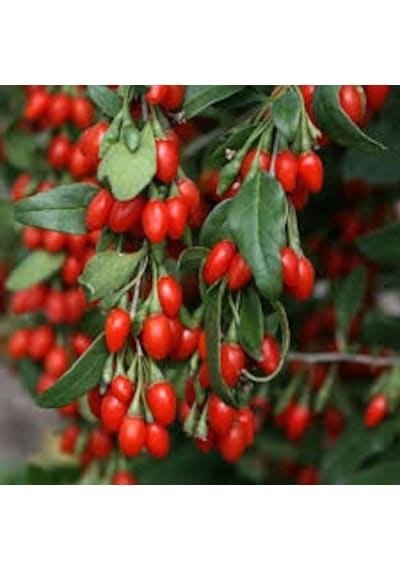 Kırmızı Goji Berry Fidanı Nq1 Kurt Üzümü 120 150 Cm Arası 5 Yaş