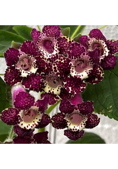 Rt's Blue Red Kohleria Japon Küpelisi Çiçeği Fidesi Mini Potta