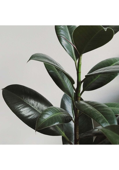 Kauçuk Bitkisi Ficus Elastica 2 Adet 2131