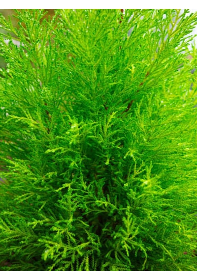 Videolu Kokulu Limon Çamı Limoni Servi 40 50 Cm 1 Adet Saksılı Dış Mekan Ağaç Cupressus Macrocarpa