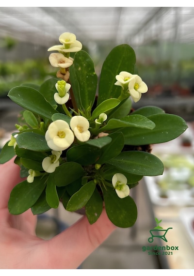 White Euphorbia Milii Dikenler Tacı Çiçeği Beyaz Renk 10-15cm
