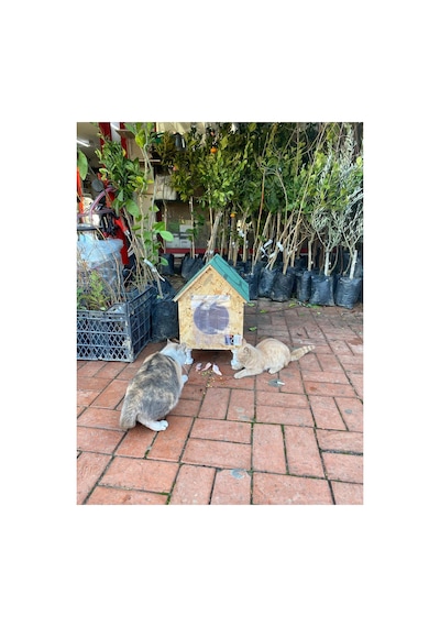 Kedi Evi Kedi Yuvası Kedi Barınağı Su Ve Isı Yalıtımı İç Ve Dış Mekan İçin 33x38x40-video Anlatımlı