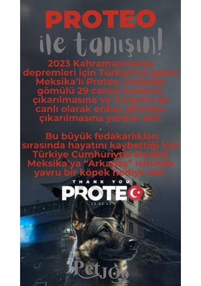 Petjoo 24.Proteo Gri-Kırmızı Qr'lı Köpek Künyesi