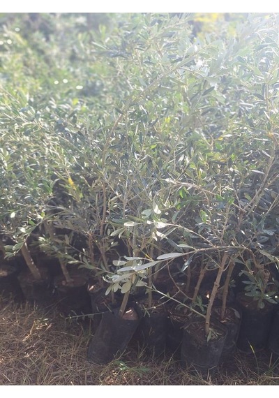 Sofralık Gemlik Zeytin Fidanı 5 Adet Tüplü 40-65cm Bol Verimli