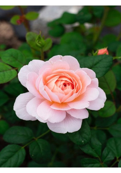 Videolu Kokulu Yavruağzı Yediveren Gül Fidanı Saksılı 40-50 Cm Çiçekli Bodur Bitkiler Rose