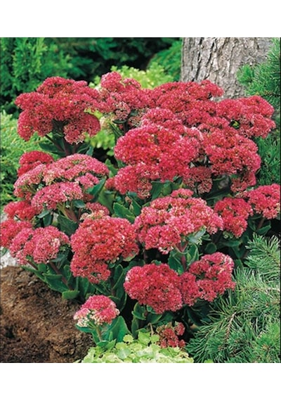 Kuraklığa Ve Soğuğa Dayanıklı Yayılıcı Sedum Munstead Dark Red Taş Çiçeği Soğanı 1 Adet