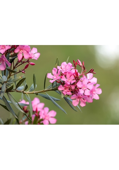 Zakkum - Nerium Oleander 3 Adet