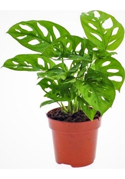Thebestonline Monstera Adansonii Monkey Mask Sarmaşık Deve Tabanı Mini Ev Ofis Iç Mekan Bitkisi