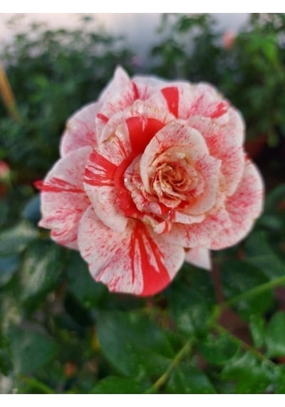 Videolu Yediveren Sihirbaz Türkiyem Fidanı 50-90 Cm Saksılı/ Tüplü Kokulu Aşılı Gül Magician Rose