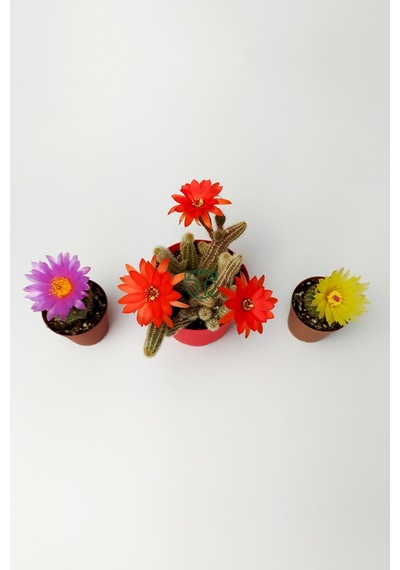 3'lü Çiçekli Kaktüs Set Natocactus Ubelmanianus, EchinopsisChamaecereus, Parodia Buiningii