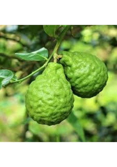 2 Yaş Aşılı Bergamot Fidanı. Torbada