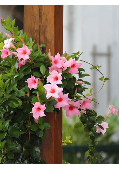 Pembe Çiçekli Mandevilla 30 60 Cm Sandavilla Bahçe Ve Balkon İçin Zarif Sarmaşık
