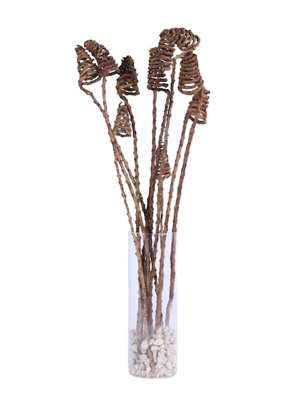 Yapay Çiçek Sitesi Kuru Çiçek Doğal Tropic Tail Cone 55 Cm 10lu Naturel