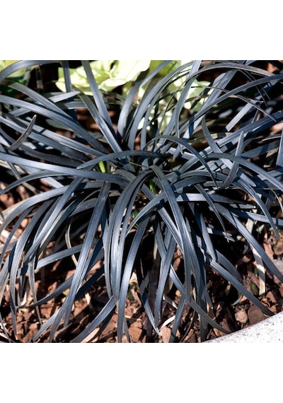 Siyah Osmanlı Çimi Ophiopogon Nigrescens Fidanı 1-2 Yaş Arası