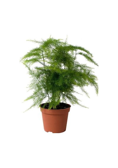 Yabani Tül Kuşkonmaz Çiçeği 1 Adet Saksılı 15-30cm Asparagus Setaceus