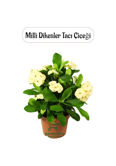 Sarı Renk Milii Dikenler Tacı Çiçeği 1 Adet Saksılı Yellow Euphorbia Milii
