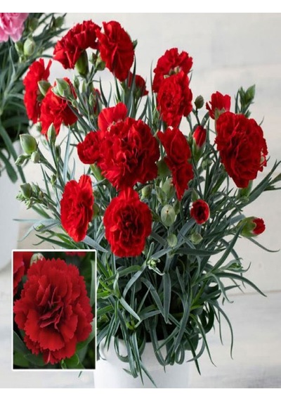 Videolu Kırmızı Karanfil 15-30cm 1 Adet Saksılı Çiçekli Bodur Bitki Dianthus Caryophyllus