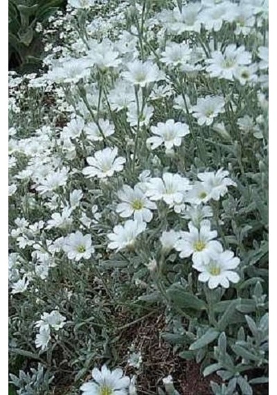 20 Adet Snow In Summer Chickweed Tohumu