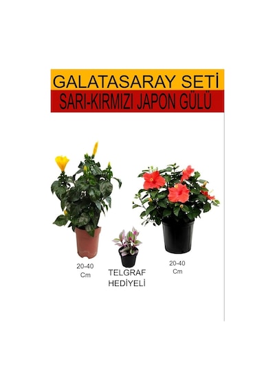 2'li Set Sarı-kırmızı Japon Gülü+ Hediyelik Telgraf Çiçeği