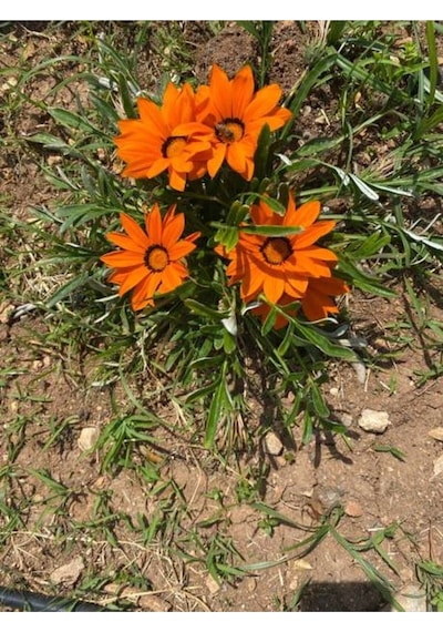 Turuncu 1 Adet Gazanya Çiçeği Saksılı 30-50cm Gazania Flower