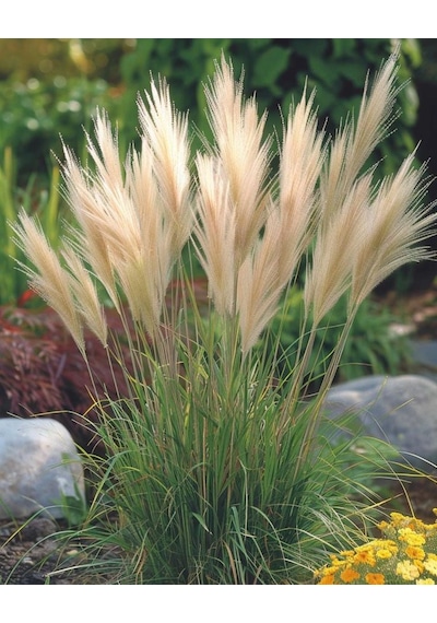 Bahçevilya Stipa Pampas Otu 1-2 Yaş Arası Saksılı 40 Santim Boy