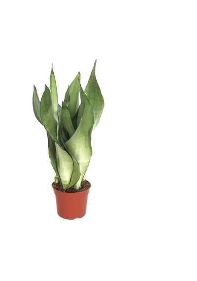 Sansevieria Trifasciata 'Moonshine' (Paşa Kılıcı) Ø8,5 CM H20-25 CM