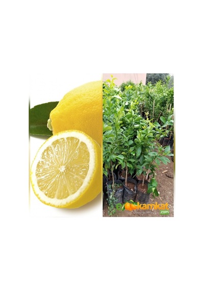 3 Yas Aşılı Bodur Yediveren Limon Fidanı, Torbada