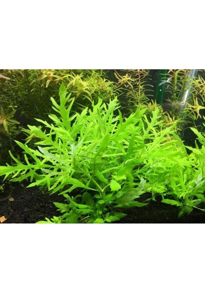 .hygrophila Difformis Çınar 10 Kök