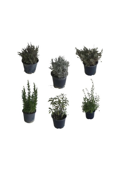 Aromatik Bitkiler, Mis Kokulu, 6'lı Set, Mercan Köşk, Lavanta, Lavantin, Biberiye, Kekik, Adaçayı
