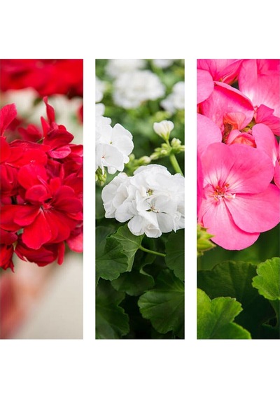 Videolu 3'lü Karışık Renk Sardunya Çiçeği 20-30 Cm Saksılı Çiçekli Bodur Bitkiler Pelargonium