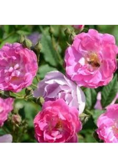 5 Adet Tohum Nadir Pembe Gül Tohumu Pembe Çiçek Tohumu Saksı Toprak Hediye