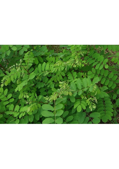 Akasya Fidanı Beyaz Çiçekli Yalancı Akasya - Robinia Pseudo-ac