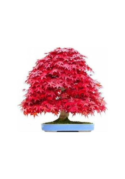 Bodur Bonsai Acer Rubrum Ağacı Tohumu Kırmızı Akçaağaç Tohumu 5 Adet Tohum..