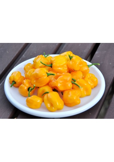 10+ Sarı Habanero Çok Acı Biber Tohumu