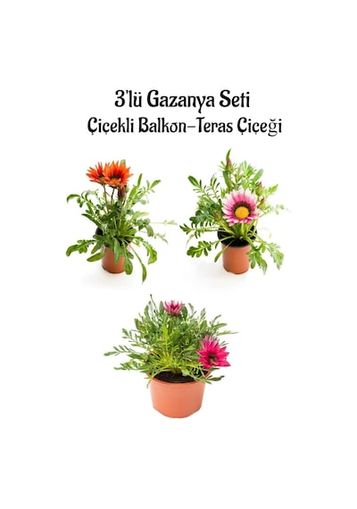 Kırmızı-pembe Beyaz-pembe Renk Gazanya Çiçeği 3 Adet Saksılı 10-20cm Balkon Çiçeği