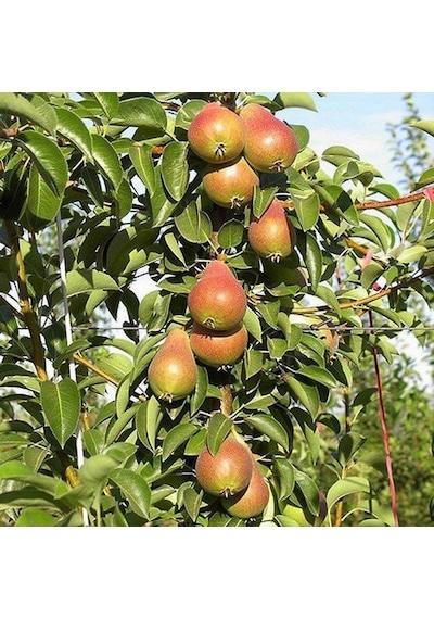 Tüplü, Aşılı, CARMEN Armut Fidanı