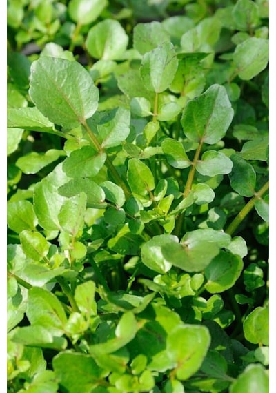 Roka Tohumu 10 Gr