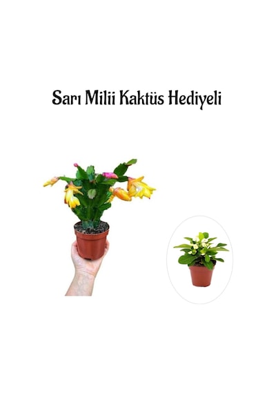 Sevgililer Gününe Özel Sarı Renk Yılbaşı Çiçeği Sarı Milii Kaktüs Hediyeli