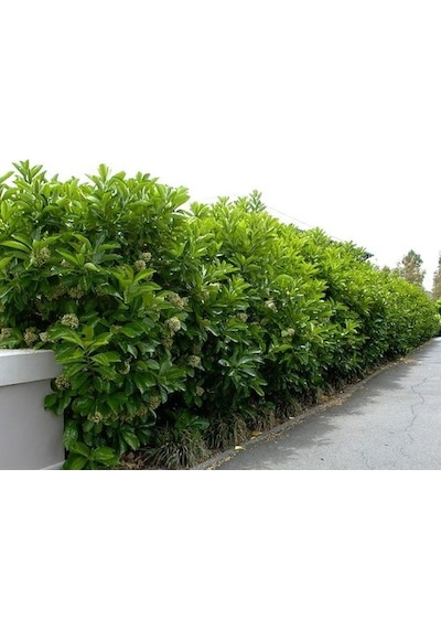 Lisudum Kartopu Çiçeği Fidanı Saksılı 40-60 Cm