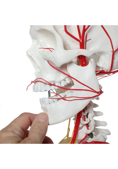 Sinir Ve Damarlı, Gerçek Boyutlarında İnsan İskeleti Modeli, 180 Cm - İskelet Maketi 01