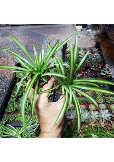 Videolu Mini Kurdele Çiçeği 15-25 Cm 2 Adet Saksılı/tüplü Dış Mekan Sarmaşık Bitkileri Gloxinia
