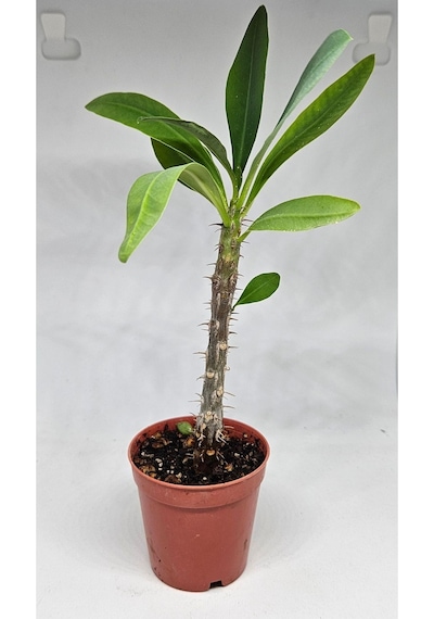 Euphorbia Milii Sarı Çiçek Açan Kaktüs 5,5cm Saksılı-9007685868674