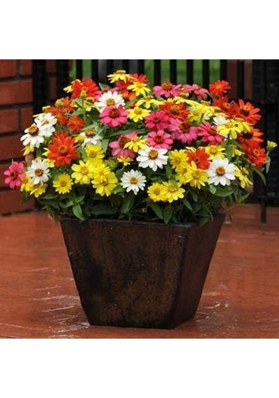 Zinnia Tohumu Zinnia Elegans Diğer