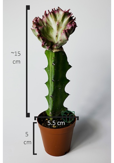 Euphorbia Lactea Cristata Variegata Özel Seri Koleksiyon Aşılı Form 5.5 Cm Saksıda 1 Adet
