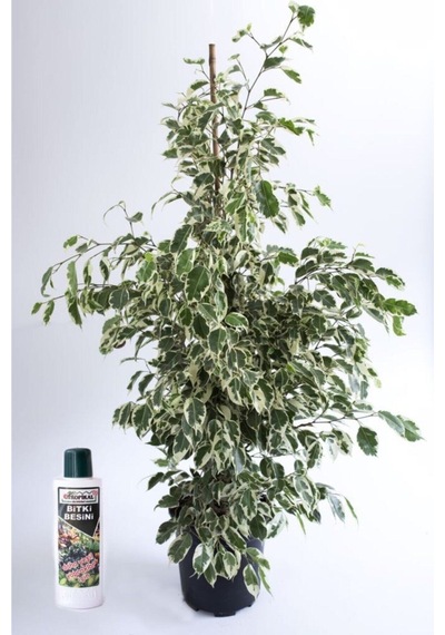 Benjamin Ficus Starlight Çiçeği 100 Cm 225 Ml Besin Hediyeli