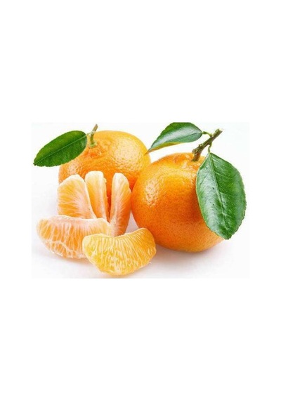 3 Yaş Aşılı Okitsu Erkenci Mandalina Fidanı. Torbalı