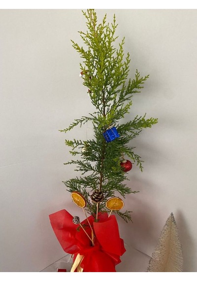 Yılbaşı Ağacı Limon Çamı Yılbaşına Özel Hediye Paketli 40-60cm Portakal+kozalak